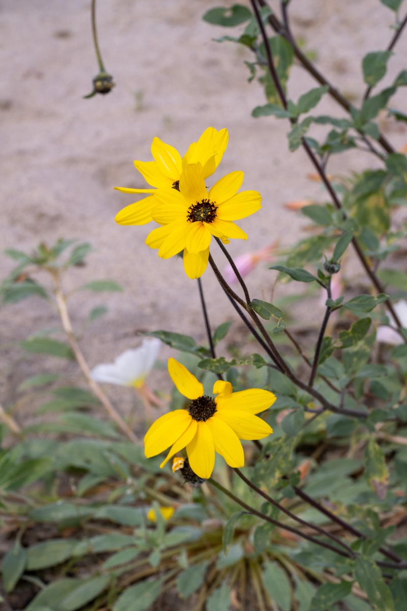 Helianthus petiolaris var. canescens photo 7