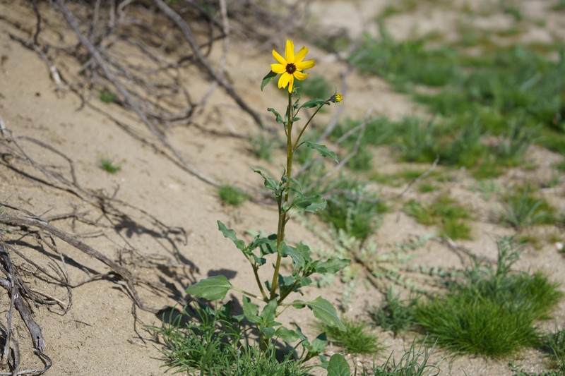 Helianthus petiolaris var. canescens photo 8