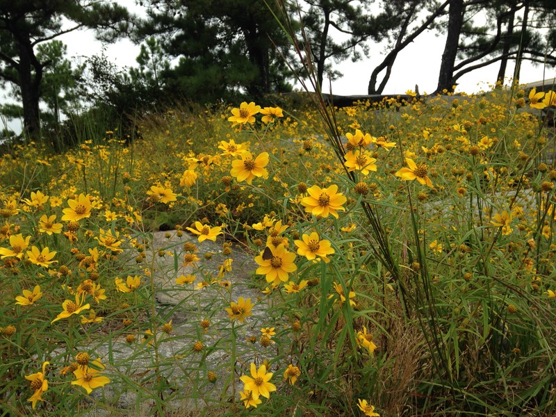 Porter's Sunflower photo 2