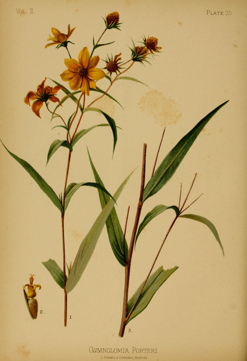 Porter's Sunflower photo 3