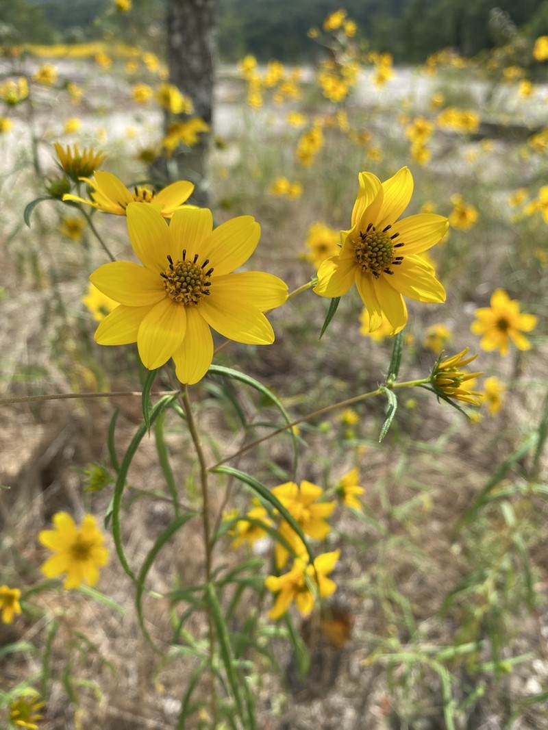 Porter's Sunflower photo 4