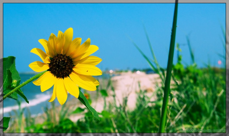Texas Sunflower photo 2