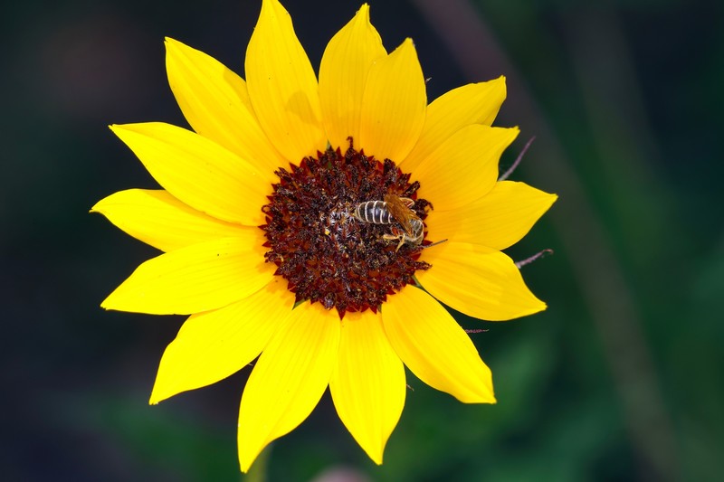 Texas Sunflower