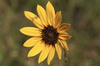 Texas Sunflower
