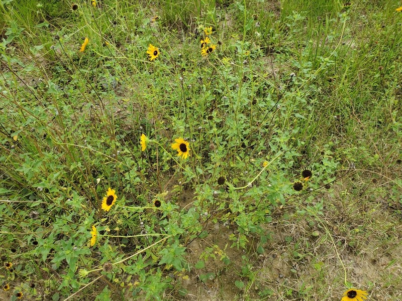 Texas Sunflower photo 2