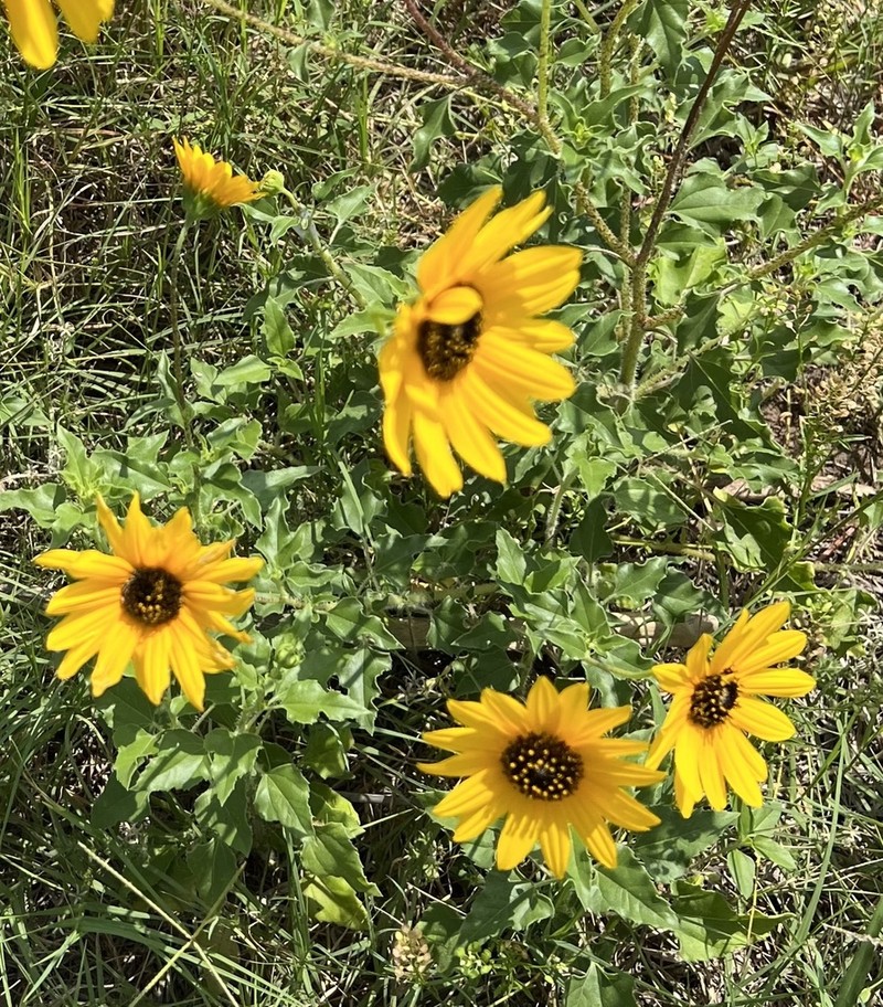 Texas Sunflower photo 4