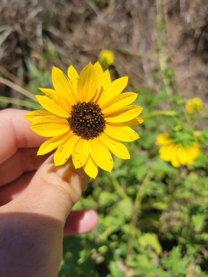 Texas Sunflower photo 5