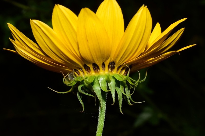 Texas Sunflower photo 6
