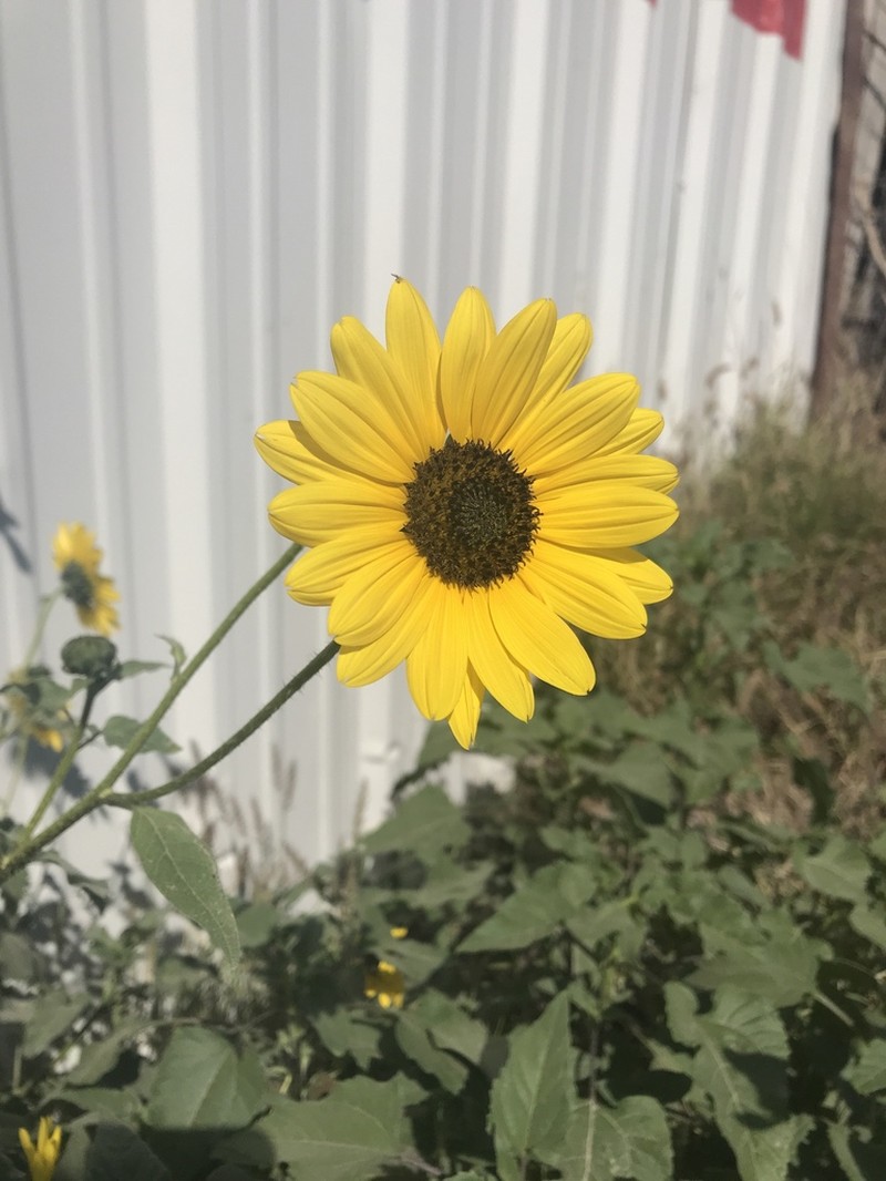 Texas Sunflower photo 7