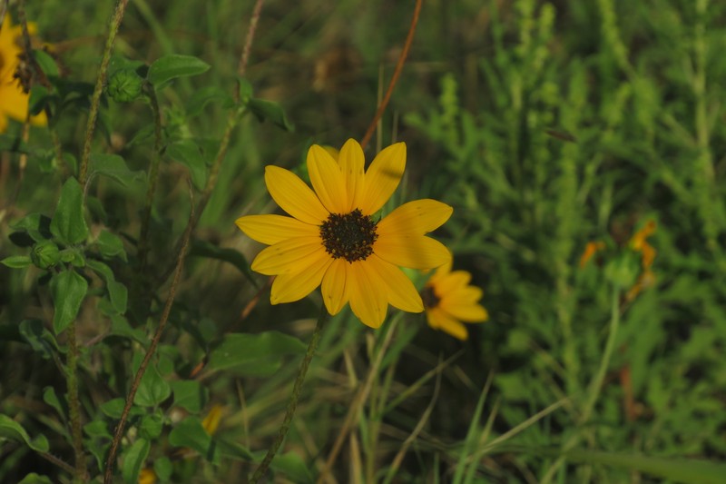 Helianthus praecox subsp. praecox