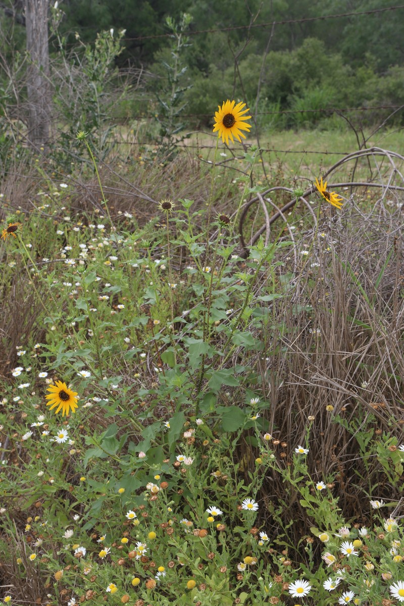 Helianthus praecox subsp. runyonii