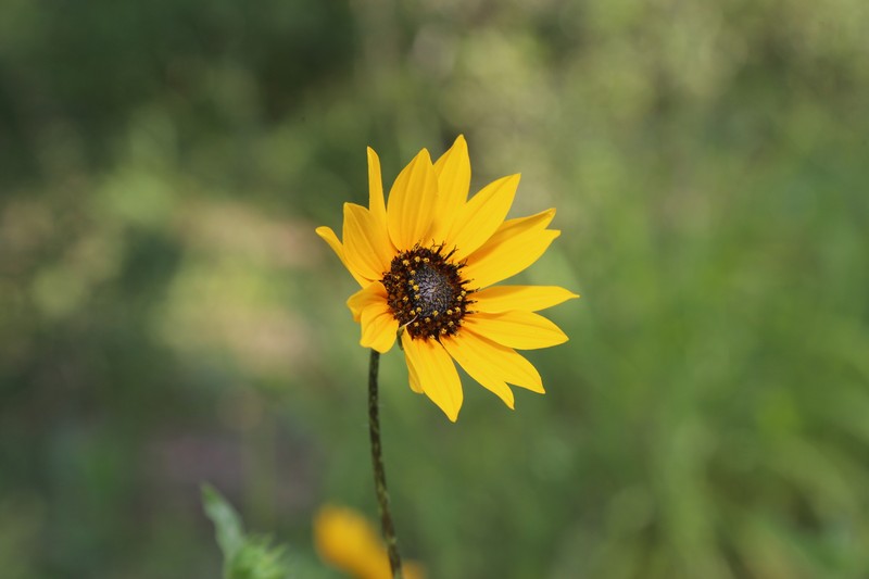 Helianthus praecox subsp. runyonii photo 2