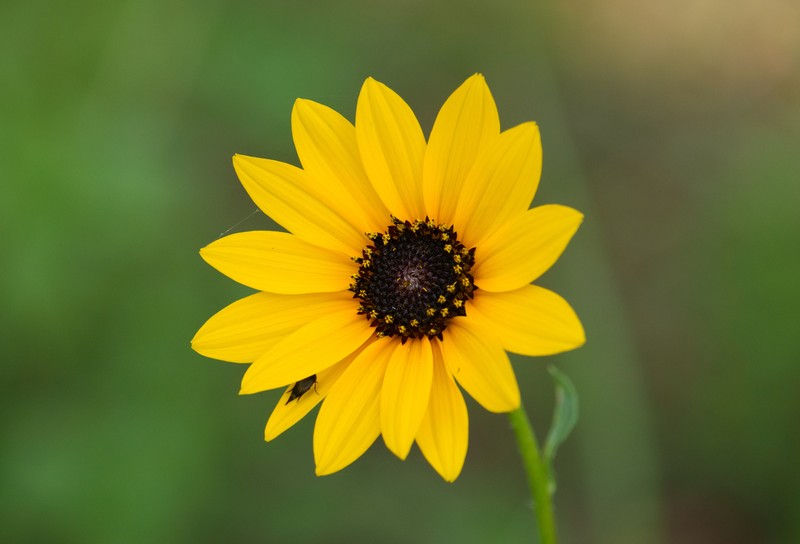 Helianthus praecox subsp. runyonii photo 3