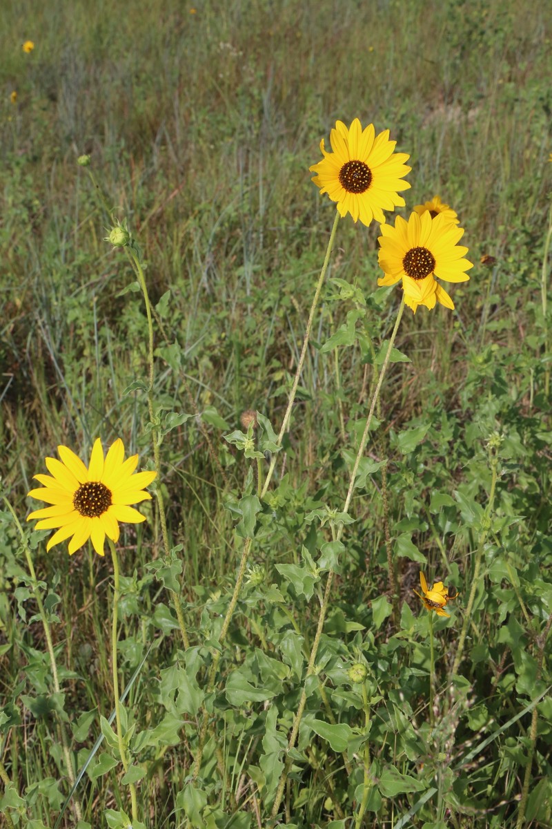 Helianthus praecox subsp. runyonii photo 4