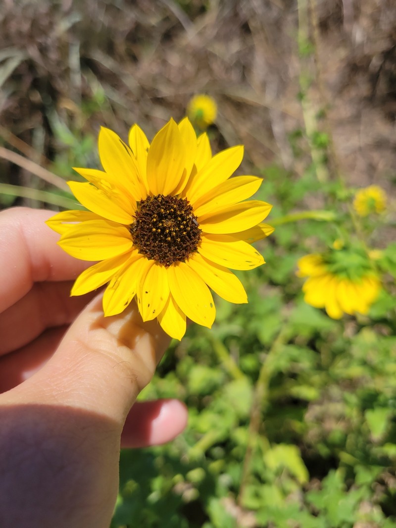 Helianthus praecox subsp. runyonii photo 5