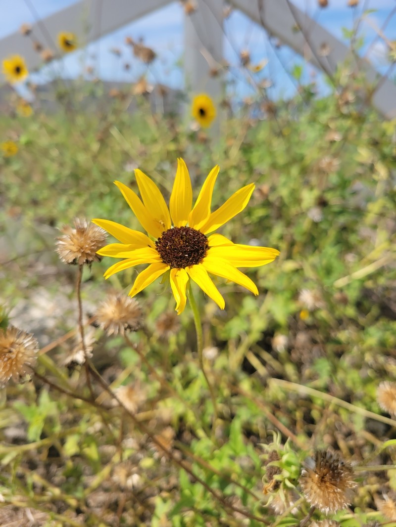 Helianthus praecox subsp. runyonii photo 6