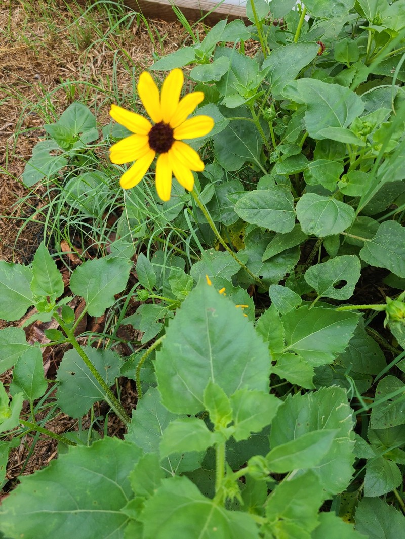 Helianthus praecox subsp. runyonii photo 7