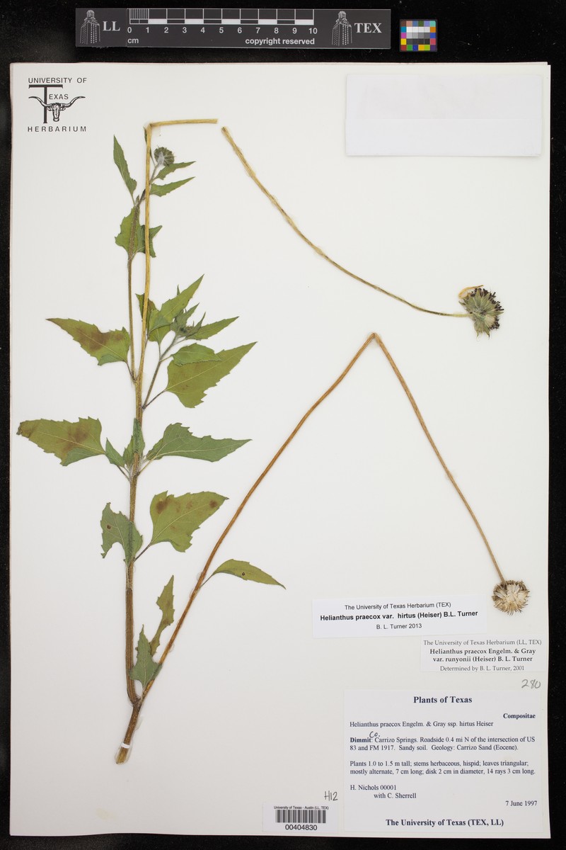 Helianthus praecox var. hirtus photo 2