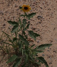Little Sunflower