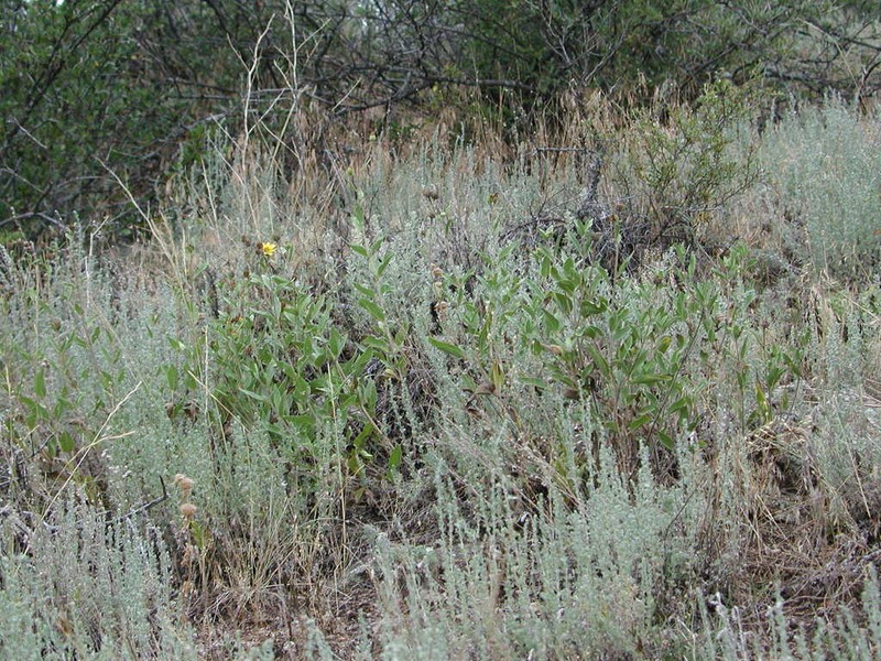 Little Sunflower photo 2