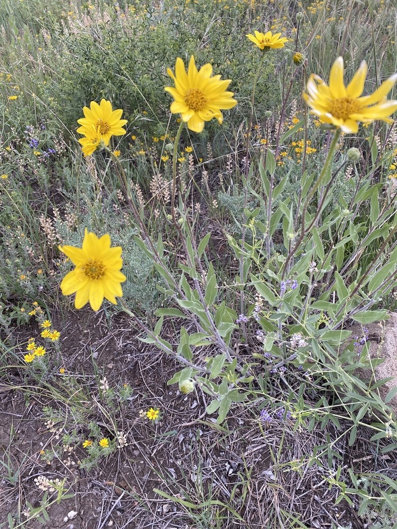 Little Sunflower photo 4