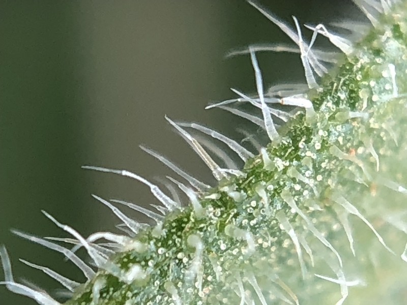 Little Sunflower photo 5