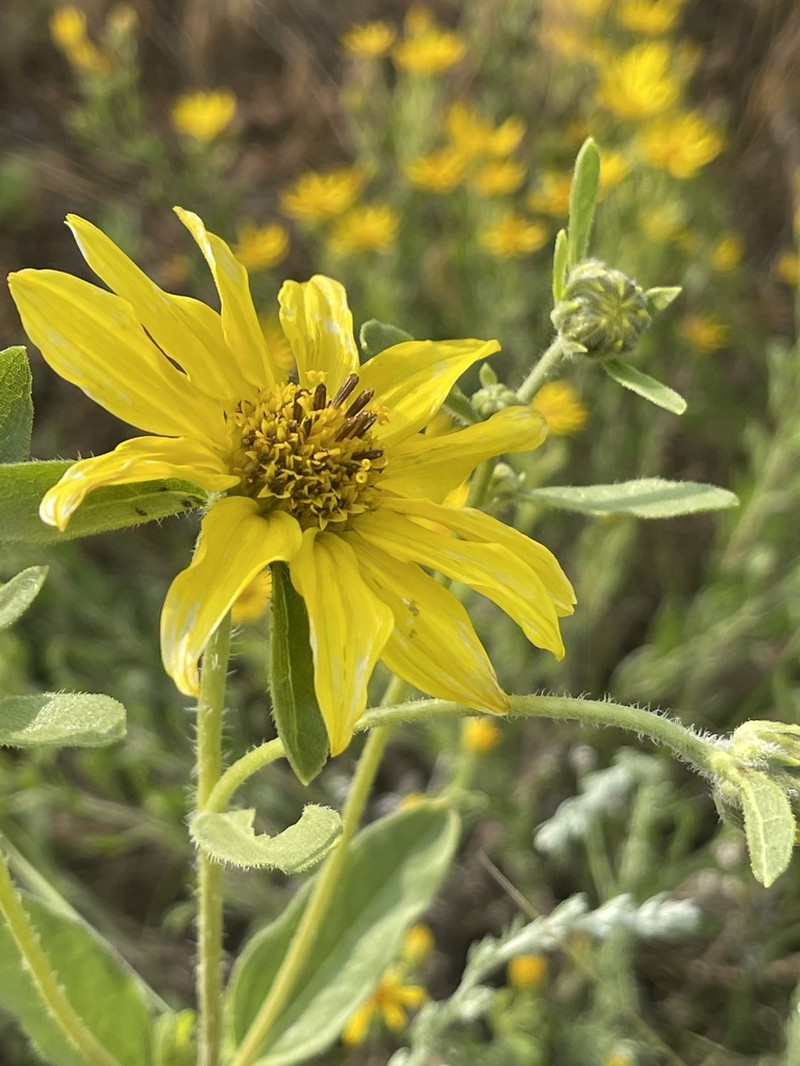 Little Sunflower photo 6