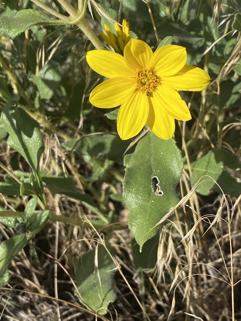 Little Sunflower photo 7