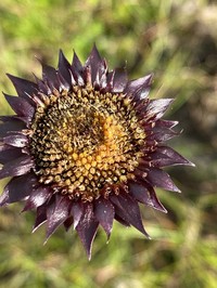 Rayless Sunflower