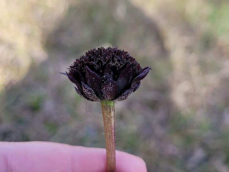 Rayless Sunflower photo 2