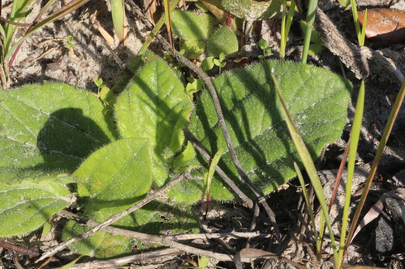 Rayless Sunflower photo 3