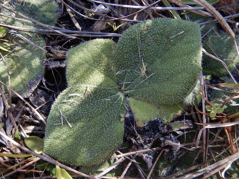 Rayless Sunflower photo 4