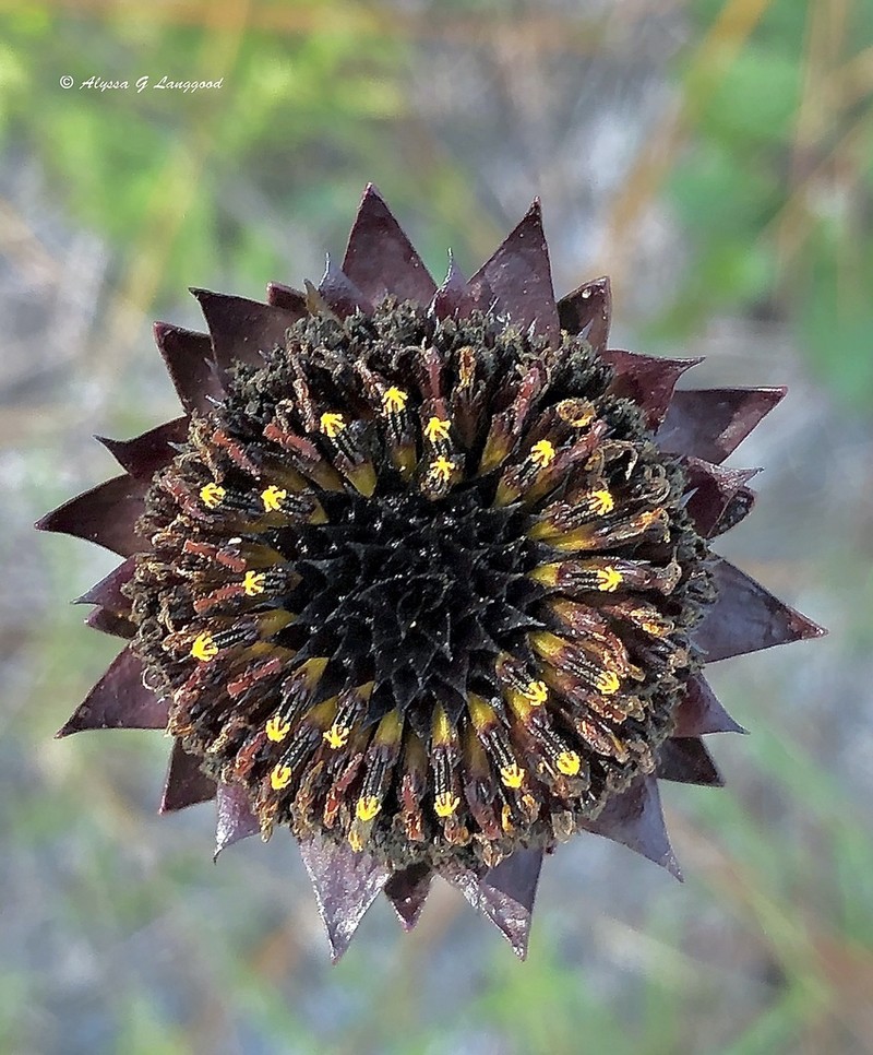 Rayless Sunflower photo 5