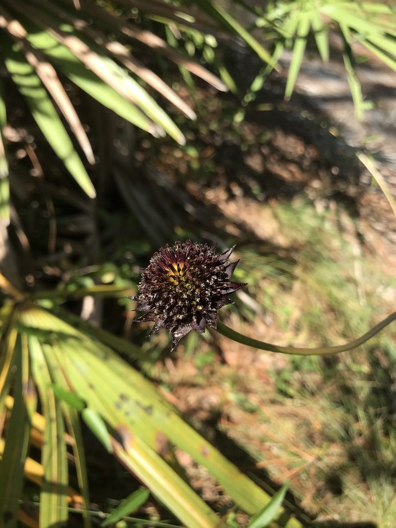 Rayless Sunflower photo 6
