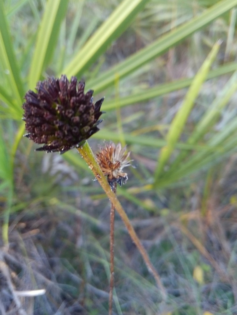 Rayless Sunflower photo 7