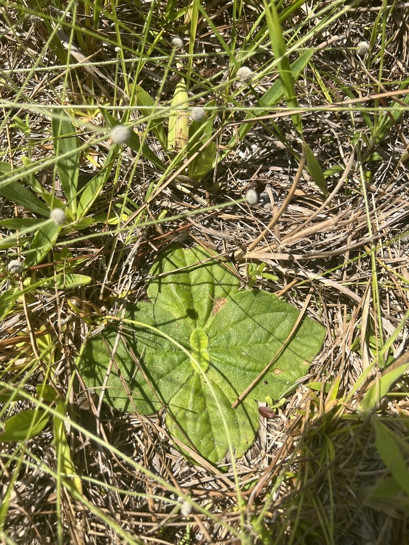 Rayless Sunflower photo 8