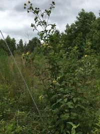 Resindot Sunflower