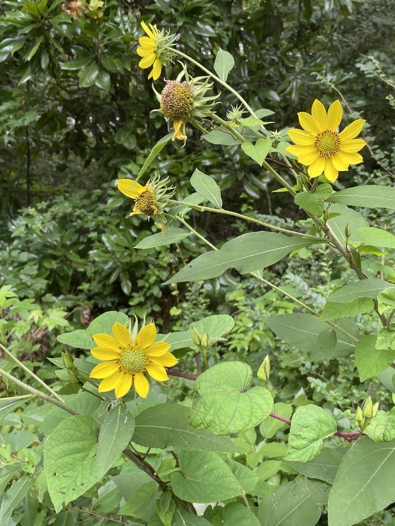 Resindot Sunflower photo 2