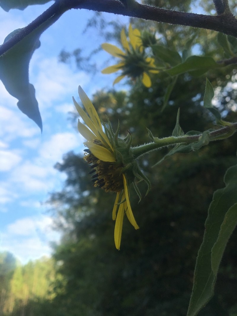 Resindot Sunflower photo 4