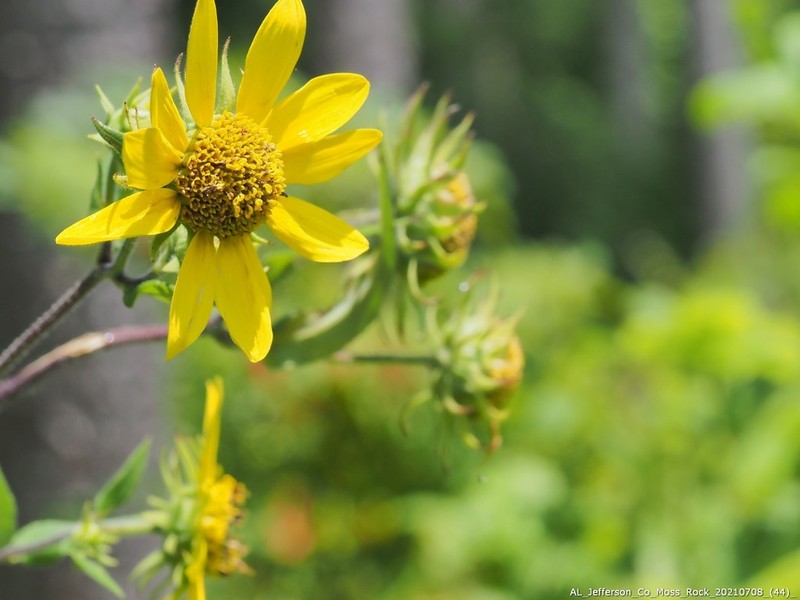 Resindot Sunflower photo 5