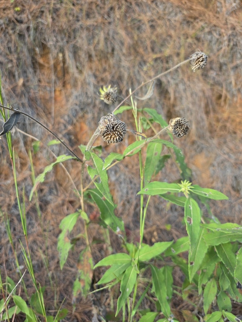 Resindot Sunflower photo 6