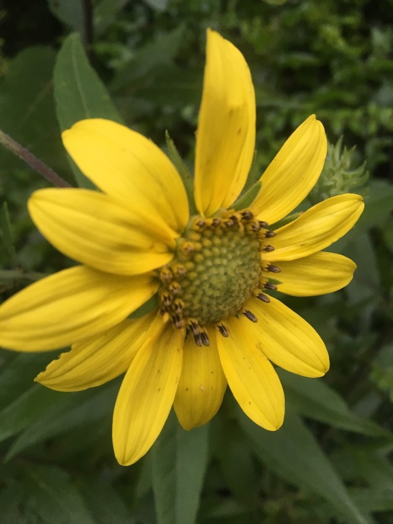 Resindot Sunflower photo 7
