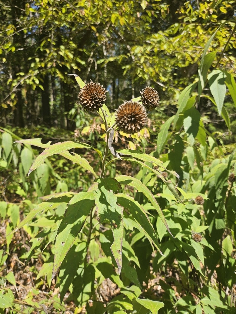 Resindot Sunflower photo 8