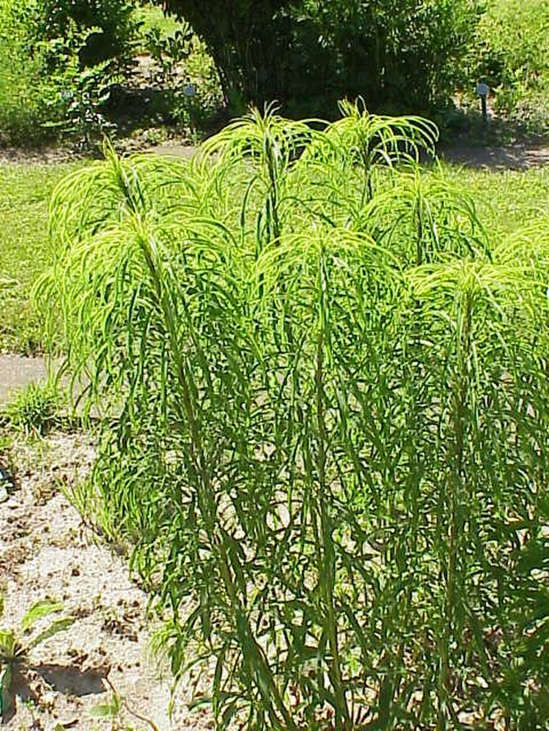 Willowleaf Sunflower photo 2