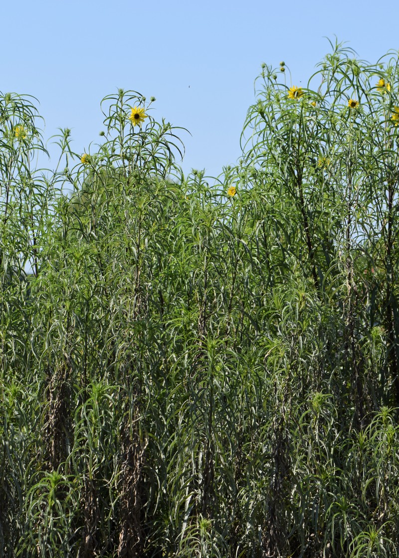 Willowleaf Sunflower photo 3