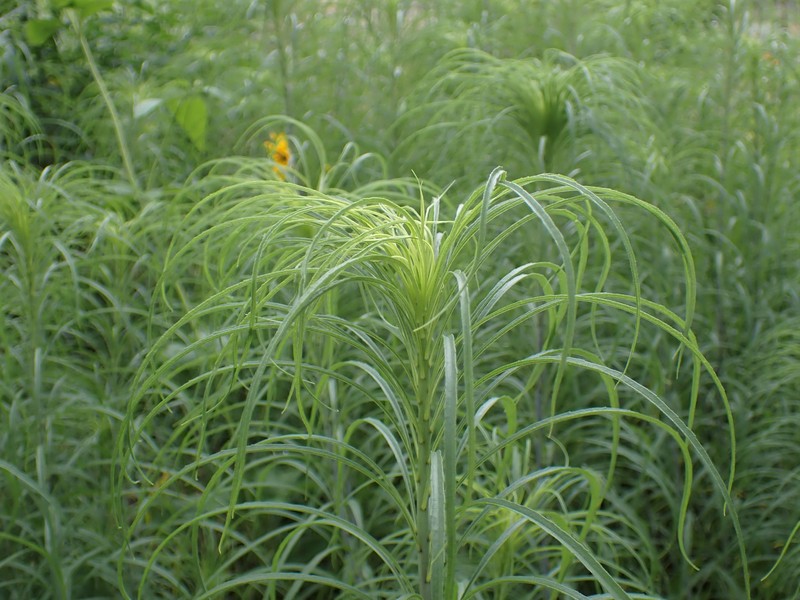 Willowleaf Sunflower photo 4