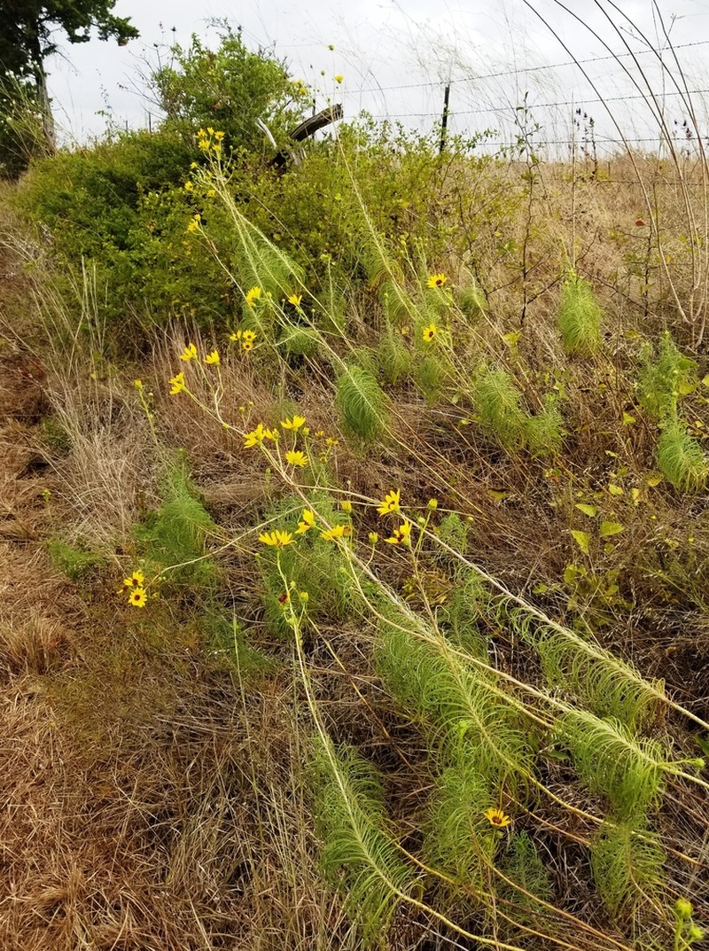 Willowleaf Sunflower photo 2