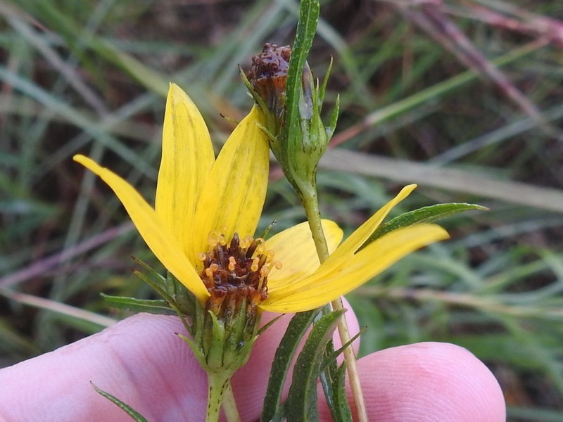 Willowleaf Sunflower photo 3