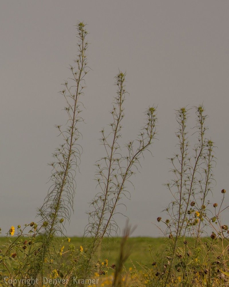 Willowleaf Sunflower photo 4