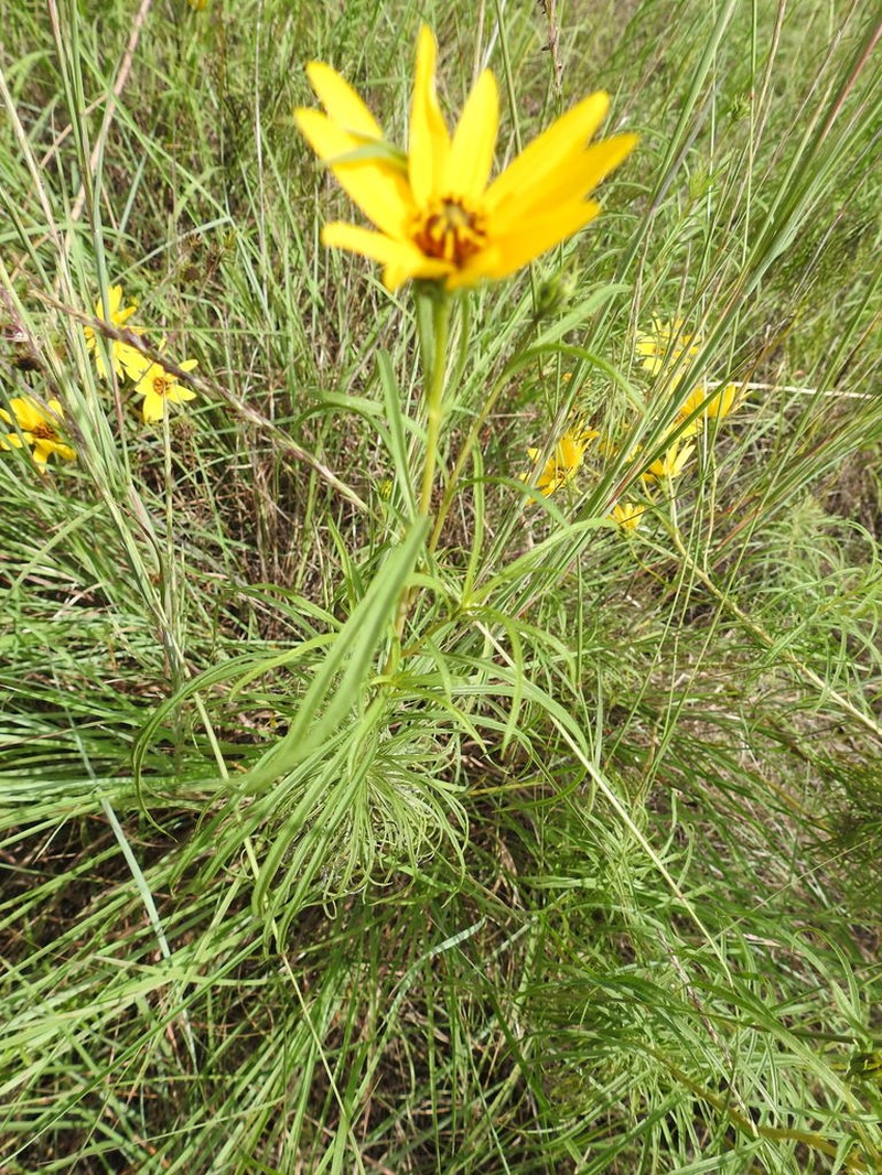 Willowleaf Sunflower photo 5
